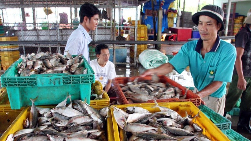 Thu mua cá tại cảng cá Tắc Cậu, huyện Châu Thành, Kiên Giang