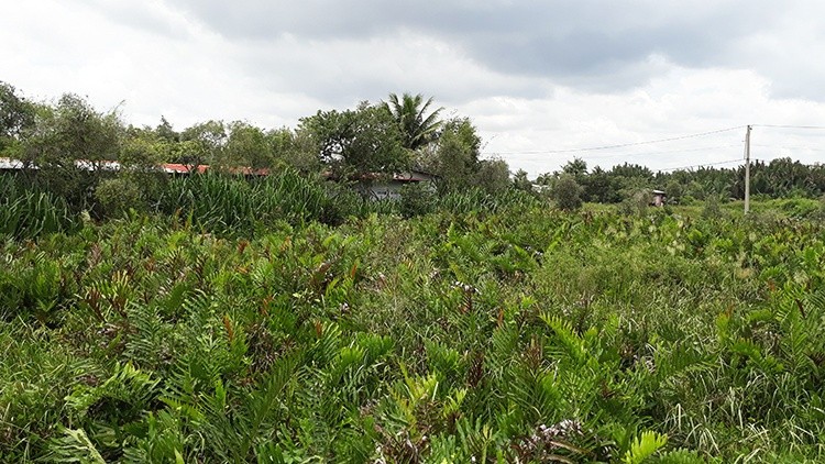 Một góc Nông trường dừa tại quận 9