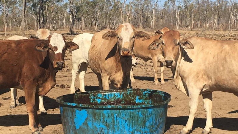 Mật rỉ được dùng trong thức ăn dành cho gia súc tại Úc