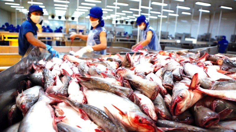 Sản phẩm cá tra Việt Nam chưa tạo ra được giá trị khác biệt, phần lớn vẫn chỉ là sản phẩm đông lạnh (cá tra phi lê)