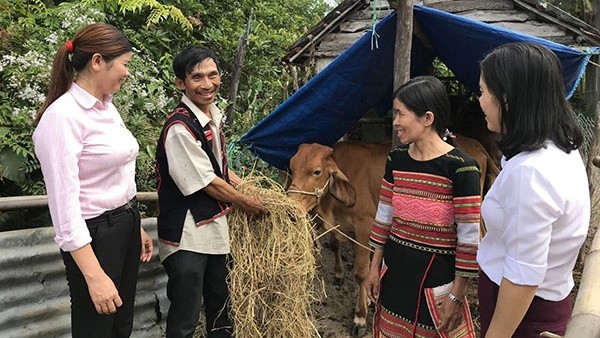 Gia đình ông Đinh Hồng Sâm (ngụ thôn M6, xã Bình Tân, huyện Tây Sơn, Bình Định) vay vốn NHCSXH nuôi bò Lai Sin, trồng điều xen canh với cây ngô, cây khoai môn, đã thoát nghèo.