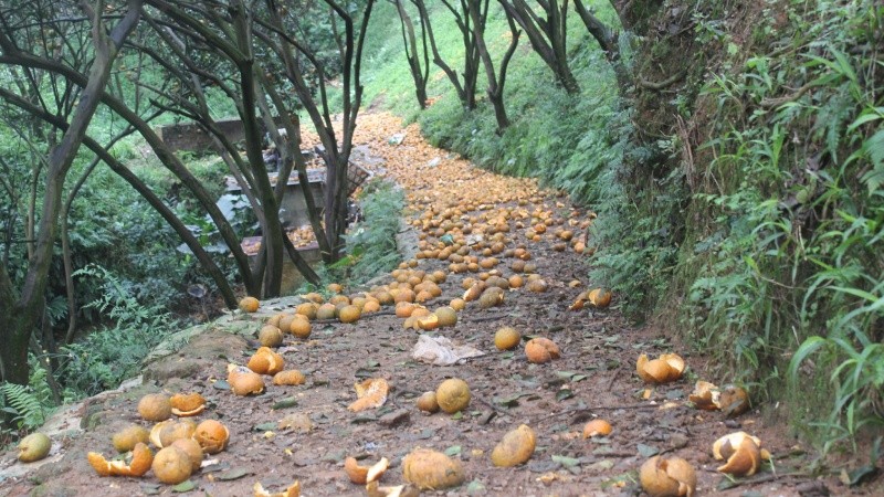 Ước tính hơn 8000 tấn cam bị rụng tại Hà Giang