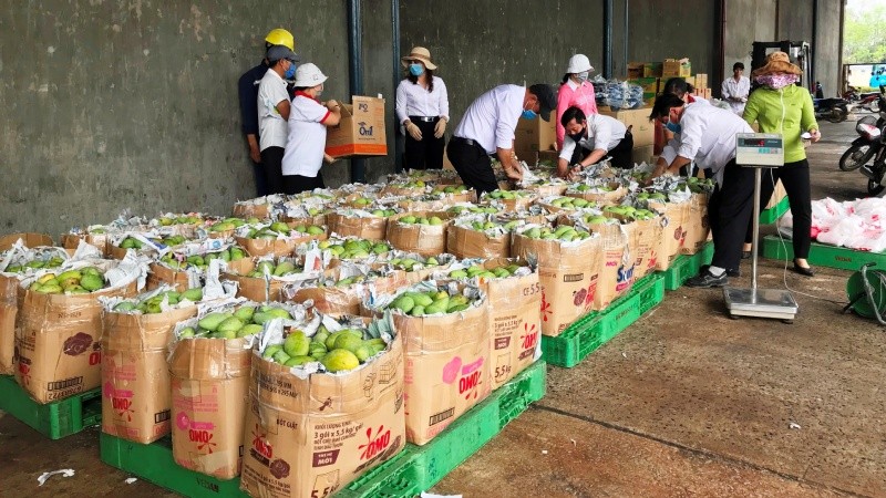 Hơn 2 tấn xoài được Vedan Việt Nam thu mua từ người nông dân huyện Vĩnh Cửu tỉnh Đồng Nai