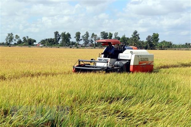 Thu hoạch lúa tại Đồng bằng sông Cửu Long
