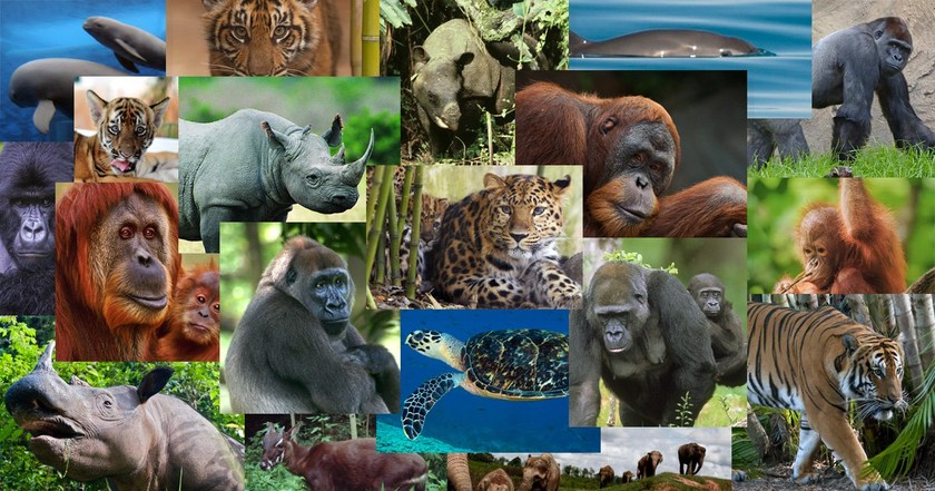 Nghiên cứu mới cho thấy nhân loại đã xóa sổ 60% các loài động vật hoang dã kể từ năm 1970