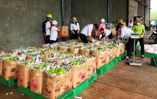 Hơn 2 tấn xoài được Vedan Việt Nam thu mua từ nông dân huyện Vĩnh Cửu