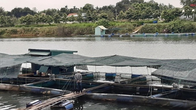 Nuôi cá diêu hồng trên sông Bồ ở huyện Quảng Điền. Ảnh: Tiến Thành/nongnghiep.vn
