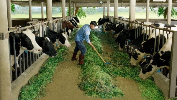 Một nông trại của nông dân Cô Gái Hà Lan tại tỉnh Lâm Đồng