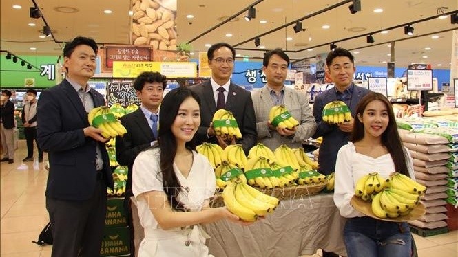 Chuối Việt Nam được bày bán tại siêu thị Lotte ở Hàn Quốc (Ảnh: TTXVN)