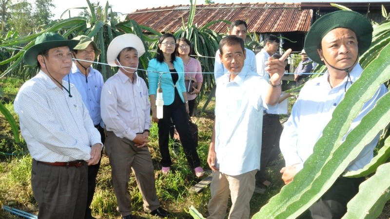 Bí thư Thành ủy Cần Thơ Trần Quốc Trung (ngoài cùng bên trái), tham quan mô hình trồng thanh long ruột đỏ tại huyện Thới Lai