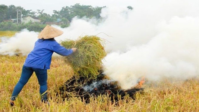 Việc đốt rơm rạ làm ảnh hưởng đến môi trường và sức khỏe con người