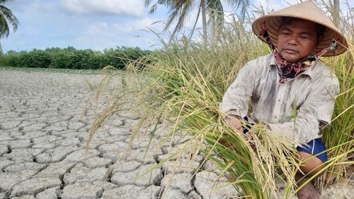 Tình trạng xâm nhập mặn, suy giảm nguồn nước diễn biến ngày càng nghiêm trọng ở khu vực Đồng bằng sông Cửu Long (nguồn Internet)