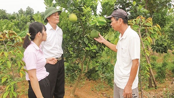 Ông Khuất Tiến Minh (bên phải, ở xã Tích Giang, Phúc Thọ, Hà Nội) chia sẻ về kỹ thuật trồng bưởi với cán bộ NHCSXH.