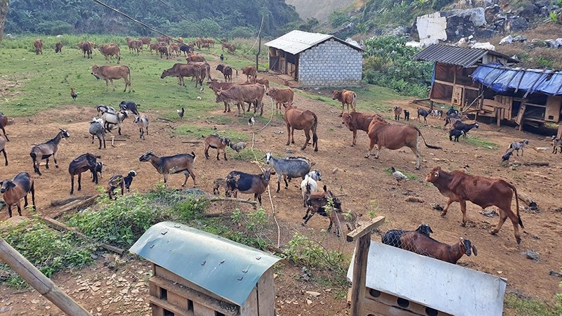 Mô hình chăn nuôi bò, dê tại xã Châu Lộc, huyện Quỳ Châu giúp nhiều hộ dân thoát nghèo.