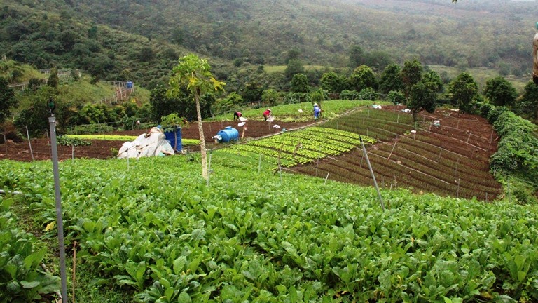Mô hình trồng rau hữu cơ tại trang trại Hoa Viên, xã Bình Yên, huyện Thạch Thất.