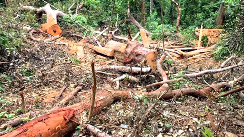 Những bãi khai thác gỗ lậu ngổn ngang của “lâm tặc” giữa rừng Trường Sơn (ảnh chụp tháng 5/2020). Ảnh: T.N.Phong