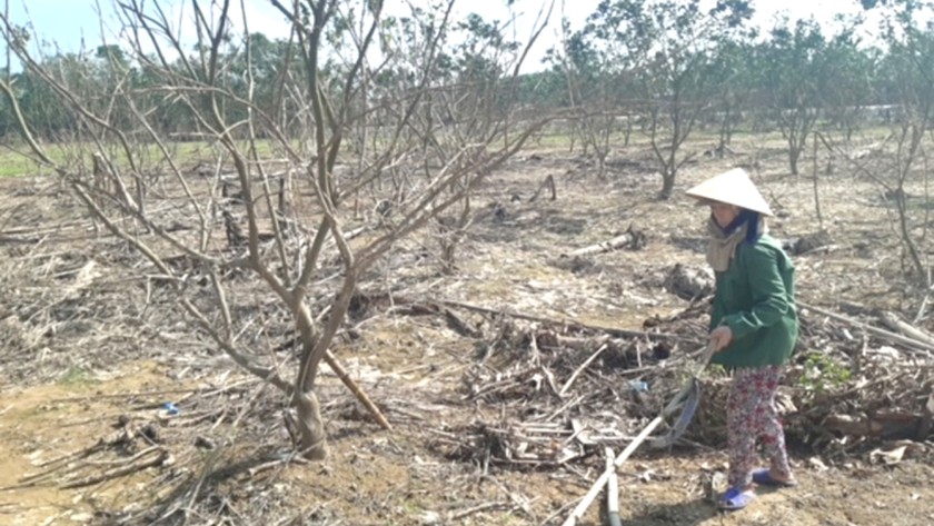 Nông dân Thừa Thiên - Huế đang thiếu giống cây để sản xuất sau bão lụt. 