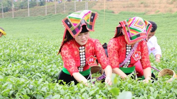 Người dân Thuận Châu hăng hái tham gia thi đua lao động sản xuất.