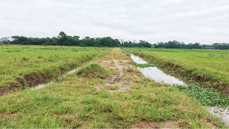 Nhiều đồng ruộng ở xã Phú Xuân trở thành những cánh đồng hoang.