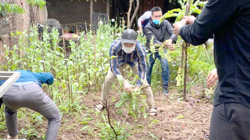 Công an quận Bắc Từ Liêm tiến hành nhổ bỏ cây thuốc phiện tại vườn nhà ông T. (Ảnh: Công an TP Hà Nội)