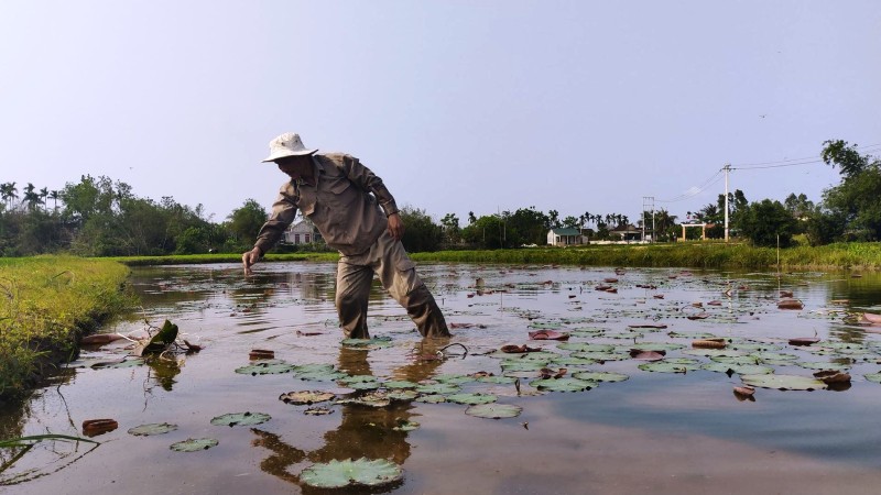 Thừa Thiên - Huế sẽ mở rộng diện tích trồng sen kết hợp du lịch sinh thái. (Ảnh minh họa)