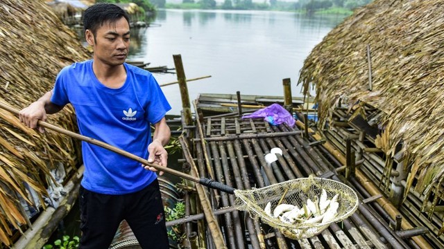 Cá tự nhiên cũng nổi chết trên sông Mã. (Hình: Bình Minh/dantri.com.vn)