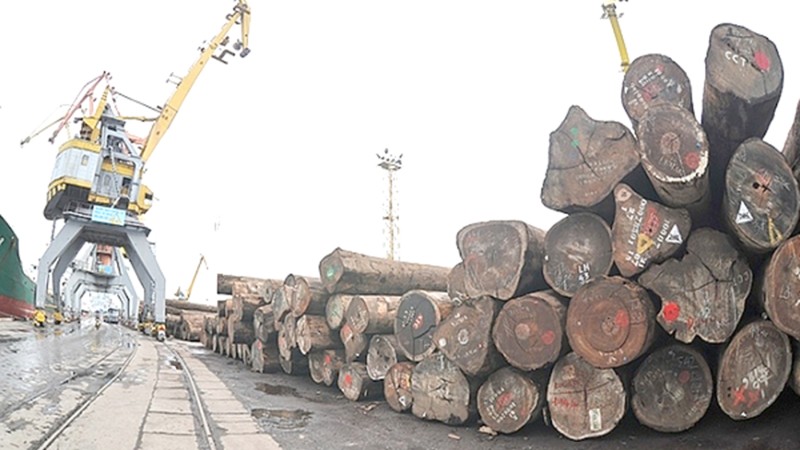Rất ít doanh nghiệp nhập khẩu gỗ trực tiếp từ nhà khai thác mà đều phải qua khâu trung gian. (Ảnh minh họa)