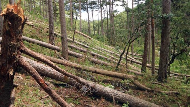Tình trạng phá rừng ở Lâm Đồng diễn ra phức tạp trong thời gian qua.