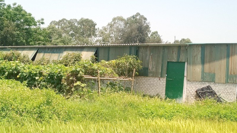 Trang trại lợn xây dựng trên đất nông nghiệp xóm Kim Đông.