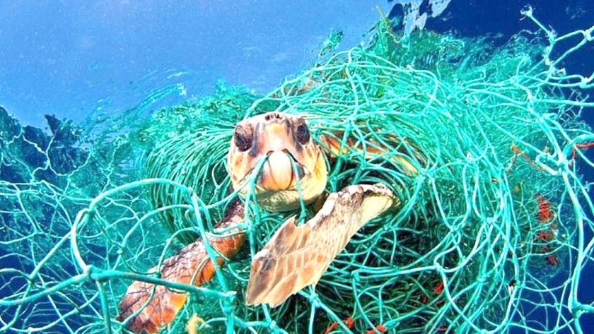 Rùa biển bị lưới nhựa quấn quanh.