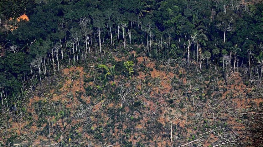 Triệt phá những cánh rừng - con người đang bức tử động vật hoang dã.