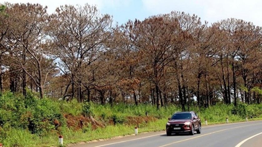 Cây bị chết khô tại rừng phòng hộ cảnh quan quốc lộ 14 đoạn qua địa bàn huyện Đắk Song.
