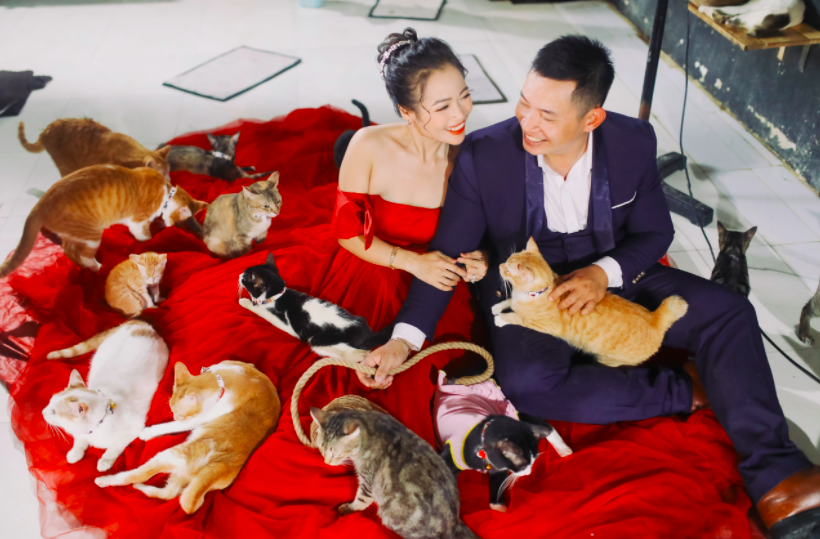 Cặp đôi chụp ảnh cưới cùng 300 chú chó, mèo.