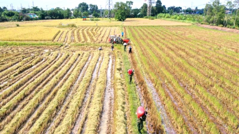 Hiện TP Hồ Chí Minh còn gần 65.000ha đất sản xuất nông nghiệp.