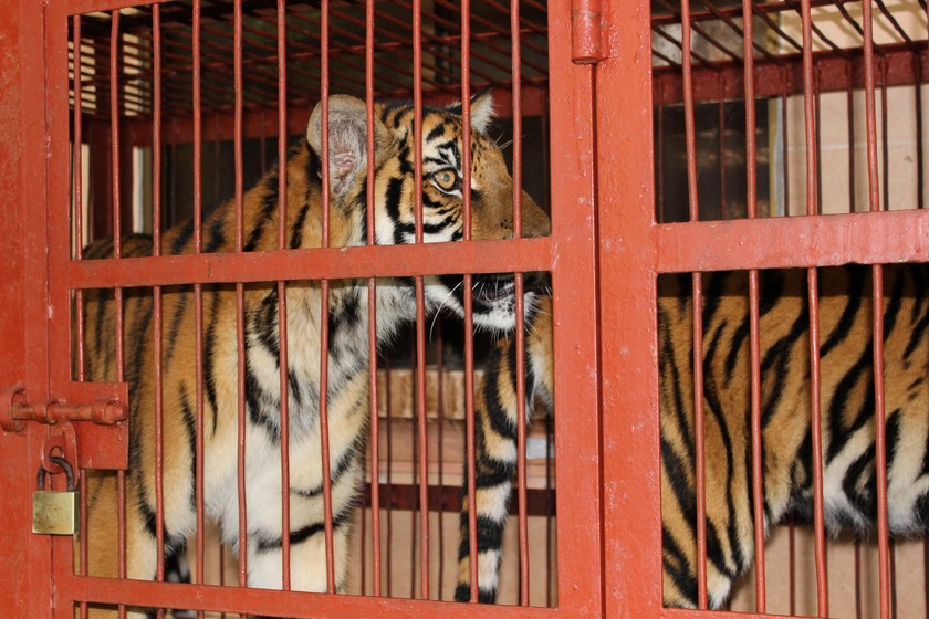 Số lượng hổ nuôi nhốt có đăng ký tại Việt Nam tăng dần qua các năm.
