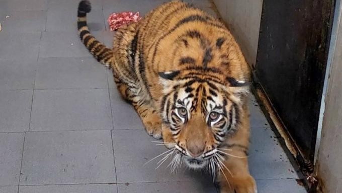 Một trong 7 con hổ đang được chăm sóc tại Vườn Quốc gia Pù Mát, sáng 1/3. (Hình: Nguyễn Hải/vnexpress.net)