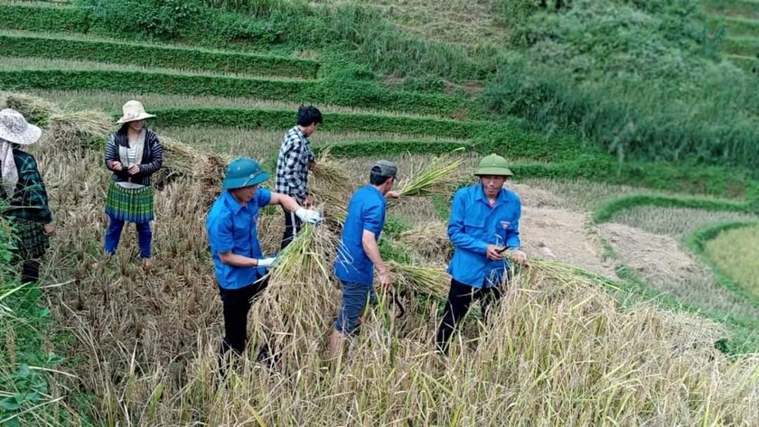 Đoàn viên, thanh niên bản Pa Cư Sáng giúp các gia đình chính sách thu hoạch lúa.