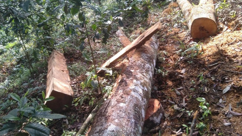 Nhiều cây gỗ lớn bị chặt hạ, xẻ dở.