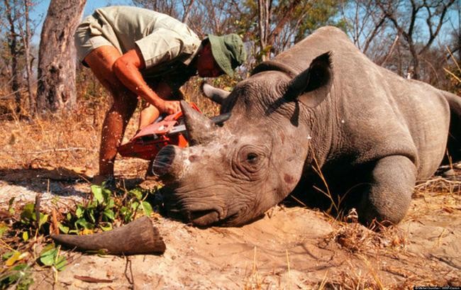 Nỗi đau của loài tê giác khi bị săn bắt để lấy sừng.