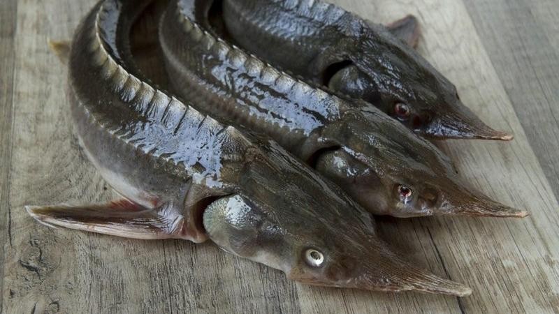 Cá tầm lai tạp “đội lốt” thuần chủng nhập ồ ạt về trong nước đang gây thiệt hại lớn cho người nuôi cá trong nước.