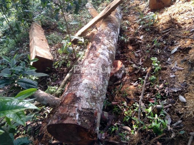 Nhiều cây gỗ rừng đã bị các đối tượng chặt hạ ngổn ngang.