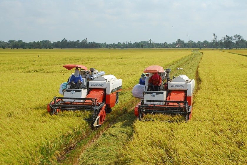 Đề án 1 triệu ha lúa chất lượng cao được kỳ vọng đem lại nhiều kết quả tích cực. 
