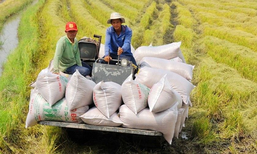 Xuất khẩu gạo sẽ hưởng lợi kép trong thời gian tới. (Ảnh minh hoạ)