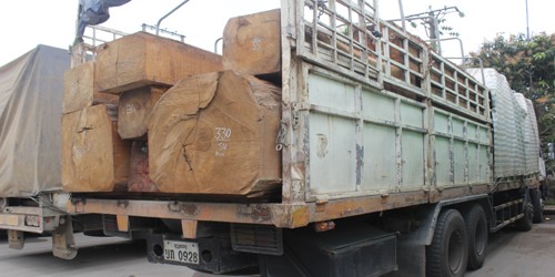 Bắt 11 xe biển số Lào chở gỗ “khủng” về Việt Nam