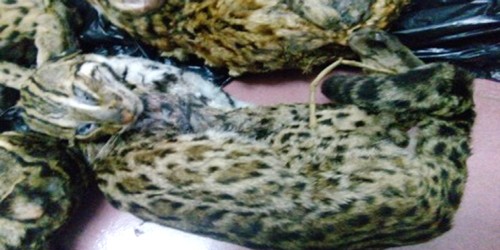 Bắt phụ nữ buôn bán 6 cá thể mèo rừng quý hiếm