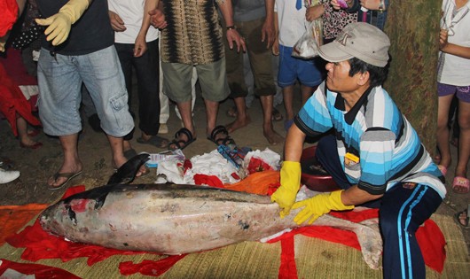 Lễ mai táng cá ông 80kg trôi dạt biển Cửa Hội