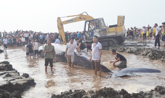Giải cứu cá voi nặng 10 tấn mắc cạn trên bờ biển