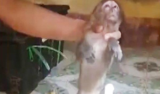 Cá thể khỉ đang sống được phát hiện nhốt trong lồng dưới thùng hàng xe khách