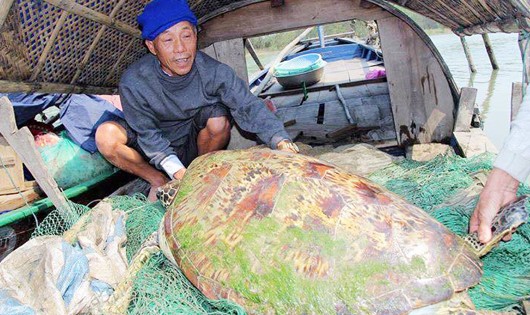 Ngư dân đã thả con rùa về thiên nhiên sinh sống