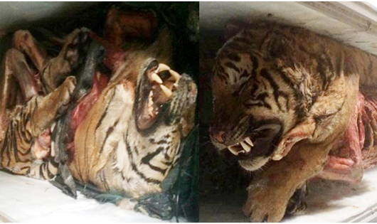 5 cá thể hổ đông lạnh được phát hiện trong nhà riêng của ông Cao Xuân Toàn